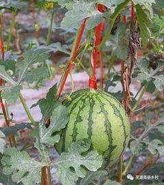 吃瓜视频群众的福利,吃瓜群众专属福利大放送！