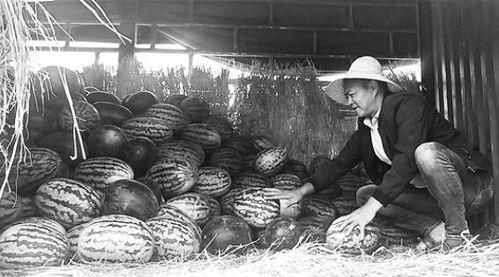 郑家庄吃瓜群众事件,一场网络舆论的风暴与反思