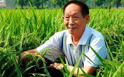 吃瓜群众袁隆平,吃瓜群众心中的农业巨匠