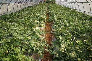 吃瓜群众的一枝花,吃瓜群众的视角解读娱乐圈风云