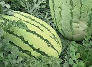 什么样才算吃瓜群众,谁是真正的旁观者?