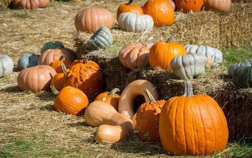 吃瓜群众的食物有哪些,盘点那些令人垂涎的食物清单