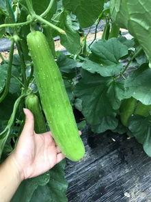 只想当吃瓜群众什么意思,旁观者的独特视角